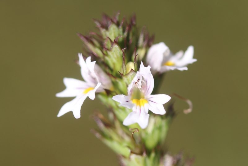 Euphrasia stricta, photographed by Michel Langeveld