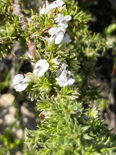 Muraltia pappeana, photographed by Christina