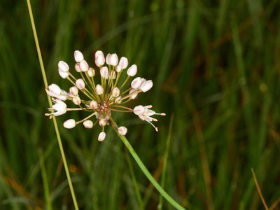 Allium suaveolens, photographed by Andreas Stiller