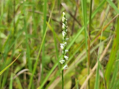 Spiranthes lacera, photographed by Elias