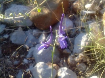 Delphinium peregrinum, photographed by George Papademetriou