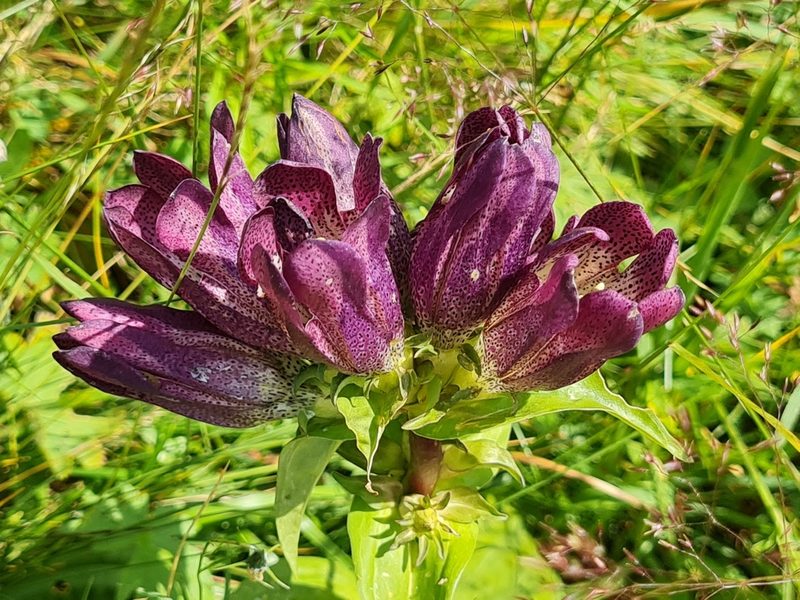 Gentiana pannonica, photographed by talum