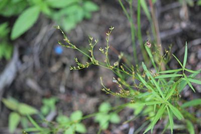 Juncus pelocarpus, photographed by Quinten Wiegersma
