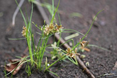 Cyperus diandrus, photographed by Quinten Wiegersma