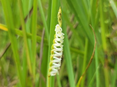 Spiranthes vernalis, photographed by Elias
