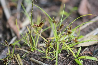 Cyperus bipartitus, photographed by Quinten Wiegersma