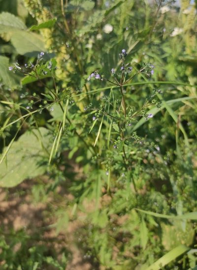 Amethystea caerulea, photographed by Юлия