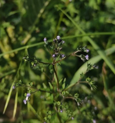 Amethystea caerulea, photographed by Юлия