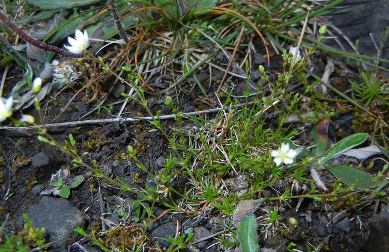 Sagina nodosa, photographed by Jon Mortin