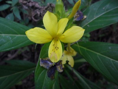 Barleria oenotheroides, photographed by Jose Antonio Aranda Pineda