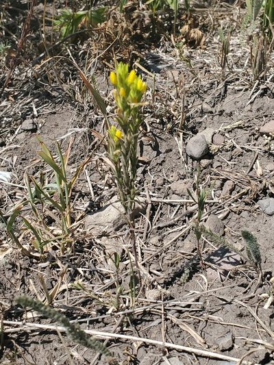 Orthocarpus luteus, photographed by Craig Martin
