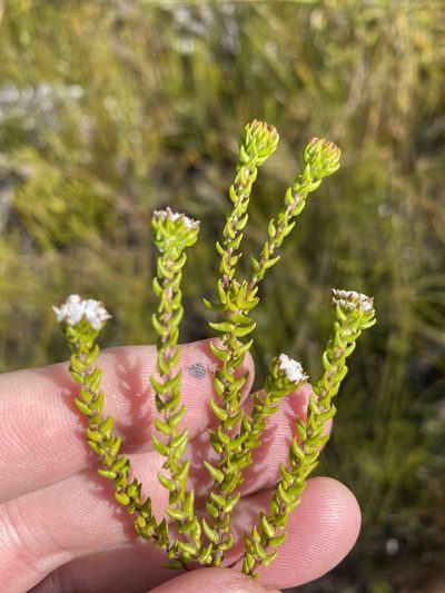 Phylica debilis, photographed by Dave U
