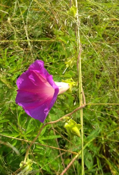 Ipomoea emetica, photographed by Guillermo Huerta Ramos