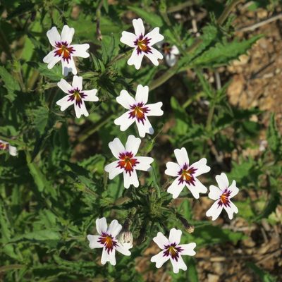 Jamesbrittenia racemosa, photographed by Kevin Murray