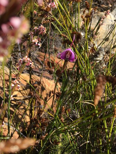 Disperis capensis, photographed by Charleen Brunke