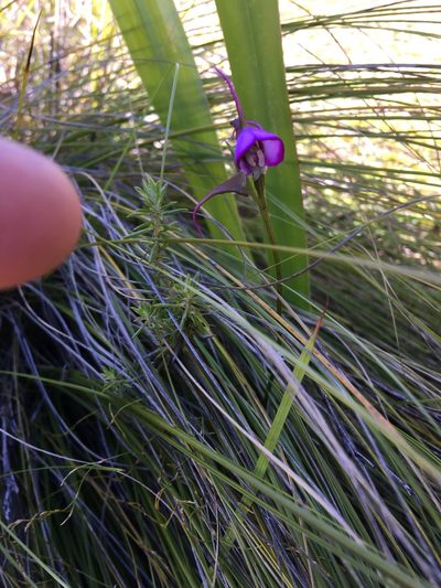 Disperis capensis, photographed by Charleen Brunke