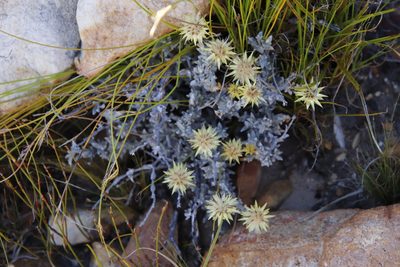 Syncarpha flava, photographed by Tony Rebelo