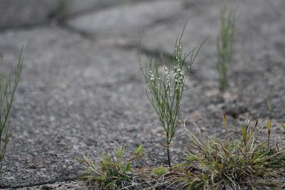 Polygonella articulata, photographed by Quinten Wiegersma