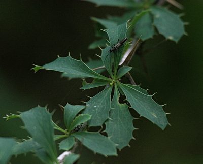 Berberis sibirica, photographed by Pavel Komkov