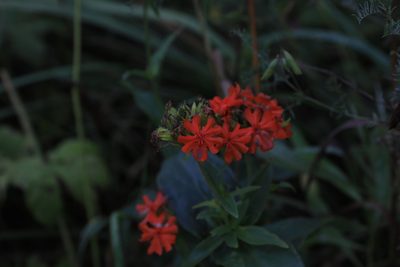 Silene chalcedonica, photographed by Нурхайдарова Татьяна