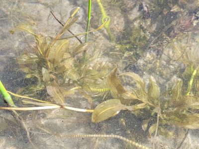 Potamogeton richardsonii, photographed by Doug Macaulay