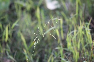 Leersia oryzoides, photographed by Quinten Wiegersma
