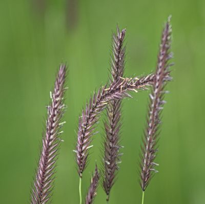 Hordeum brevisubulatum, photographed by Pavel Komkov