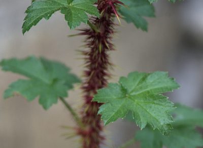 Ribes aciculare, photographed by Pavel Komkov