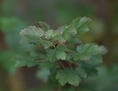 Ribes aciculare, photographed by Pavel Komkov