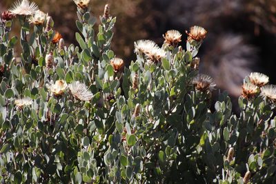 Protea punctata, photographed by Tony Rebelo