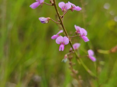 Desmodium ciliare, photographed by Elias