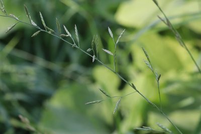 Lolium pratense, photographed by Nina Filippova