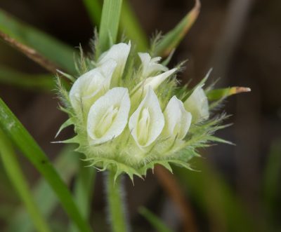Trifolium barbigerum