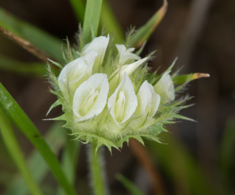 Trifolium barbigerum, photographed by Don Loarie