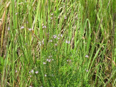 Lythrum alatum, photographed by geosesarma
