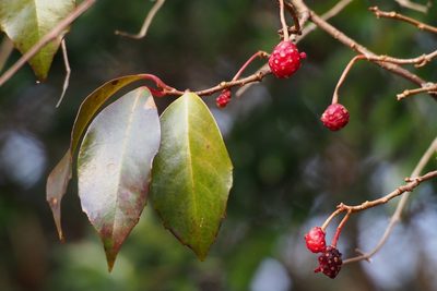Kadsura japonica, photographed by harum.koh
