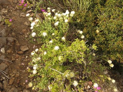Mesembryanthemum splendens, photographed by Christiaan Viljoen