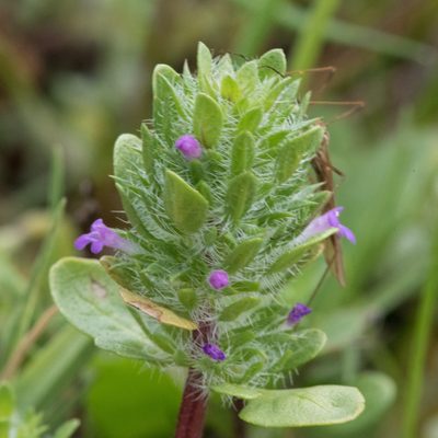 Pogogyne zizyphoroides, photographed by Don Loarie