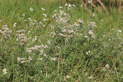 Achillea salicifolia, photographed by Nina Filippova