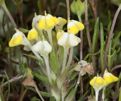 Castilleja campestris, photographed by Don Loarie
