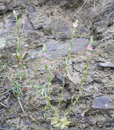Schenkia spicata, photographed by Виктория Билоус
