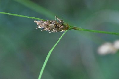 Carex lasiocarpa, photographed by Марина Садыкова