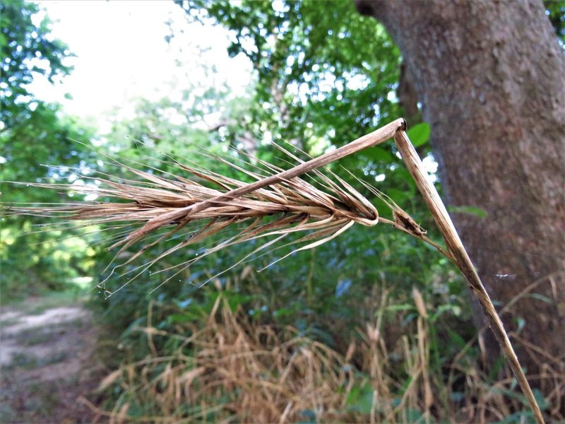 Elymus macgregorii, photographed by Annika Lindqvist
