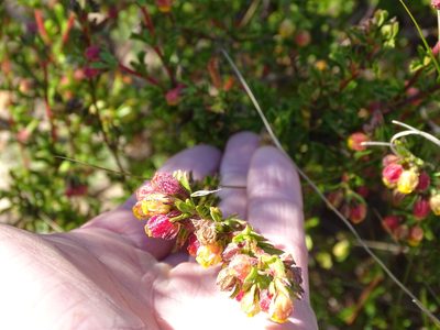 Hermannia rudis, photographed by Shaun Swanepoel