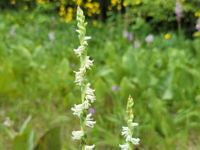 Spiranthes vernalis, photographed by Elias