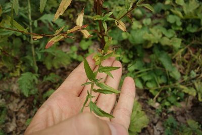Epilobium tetragonum, photographed by Aleksei Baushev