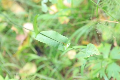 Bupleurum aureum, photographed by Нурхайдарова Татьяна