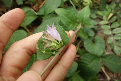 Campanula bononiensis, photographed by Aleksei Baushev