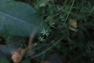 Galium trifidum, photographed by Нурхайдарова Татьяна