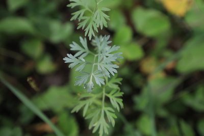 Coriandrum sativum, photographed by Нурхайдарова Татьяна